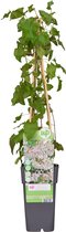 Klimplant – Bamboe (Fallopia baldschuanica Russian Vine) – Hoogte: 65 cm – van Botanicly