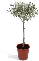 Fruitboom – Olijf boom (Olea Europaea) – Hoogte: 90 cm – van Botanicly