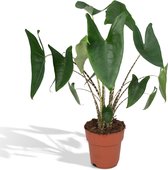Alocasia – Olifantsoor (Alocasia Zebrina) – Hoogte: 75 cm – van Botanicly
