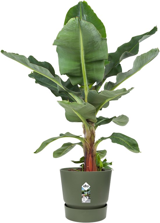 Een olijfgroene pot met een bananenplant met grote groene bladeren en rode stengel.
