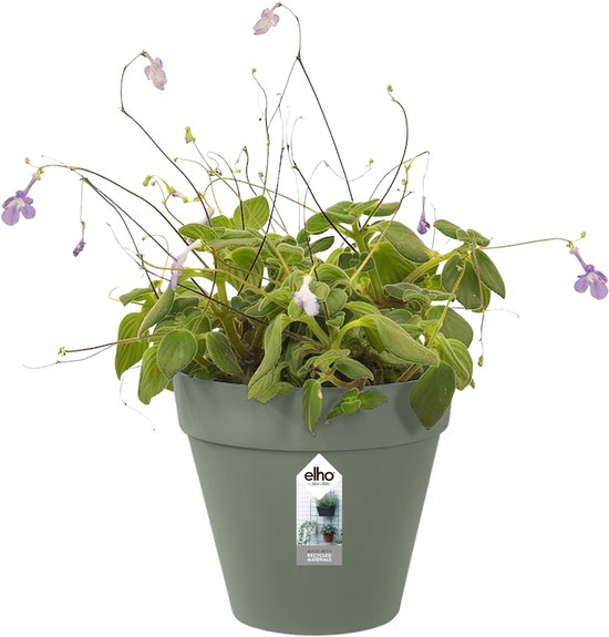 Elho Corsica Wall Planter Fence Planter Vivid Violet