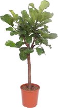 Trendyplants - Ficus Lyrata boom - Tabaksplant - Kamerplant - Hoogte 170-190 cm - Potmaat Ø30cm