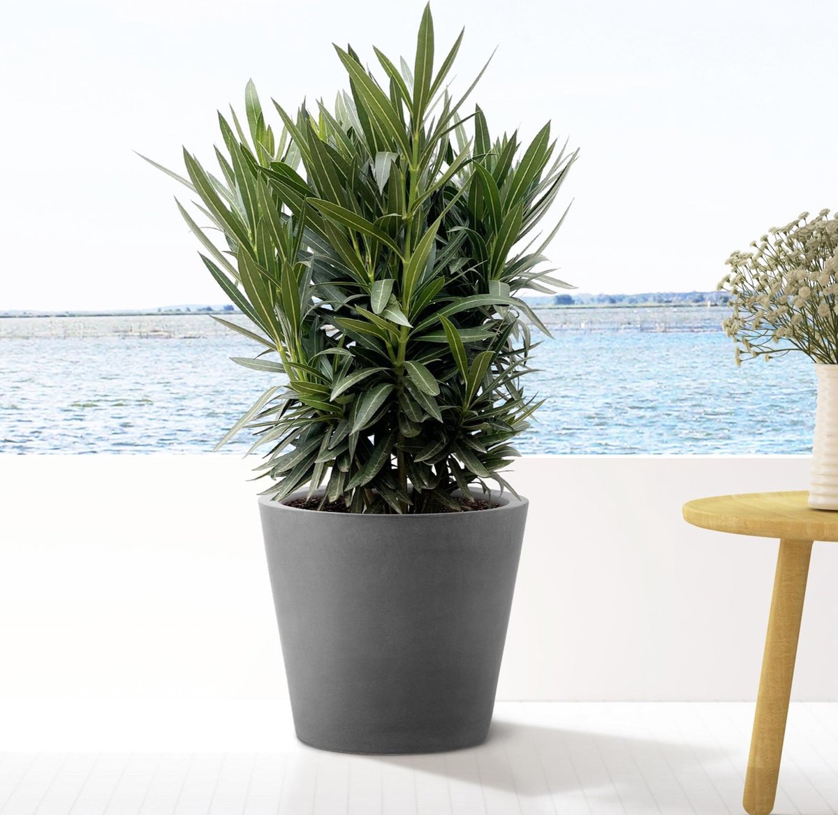 Nerium Oleander struik met witte bloem - 110cm- Ø22