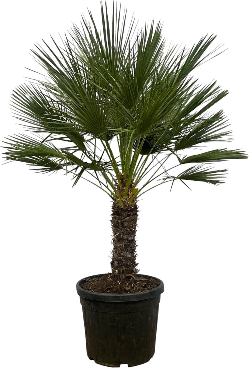 Chamaerops Humilis op stam - 180 cm - Ø45cm