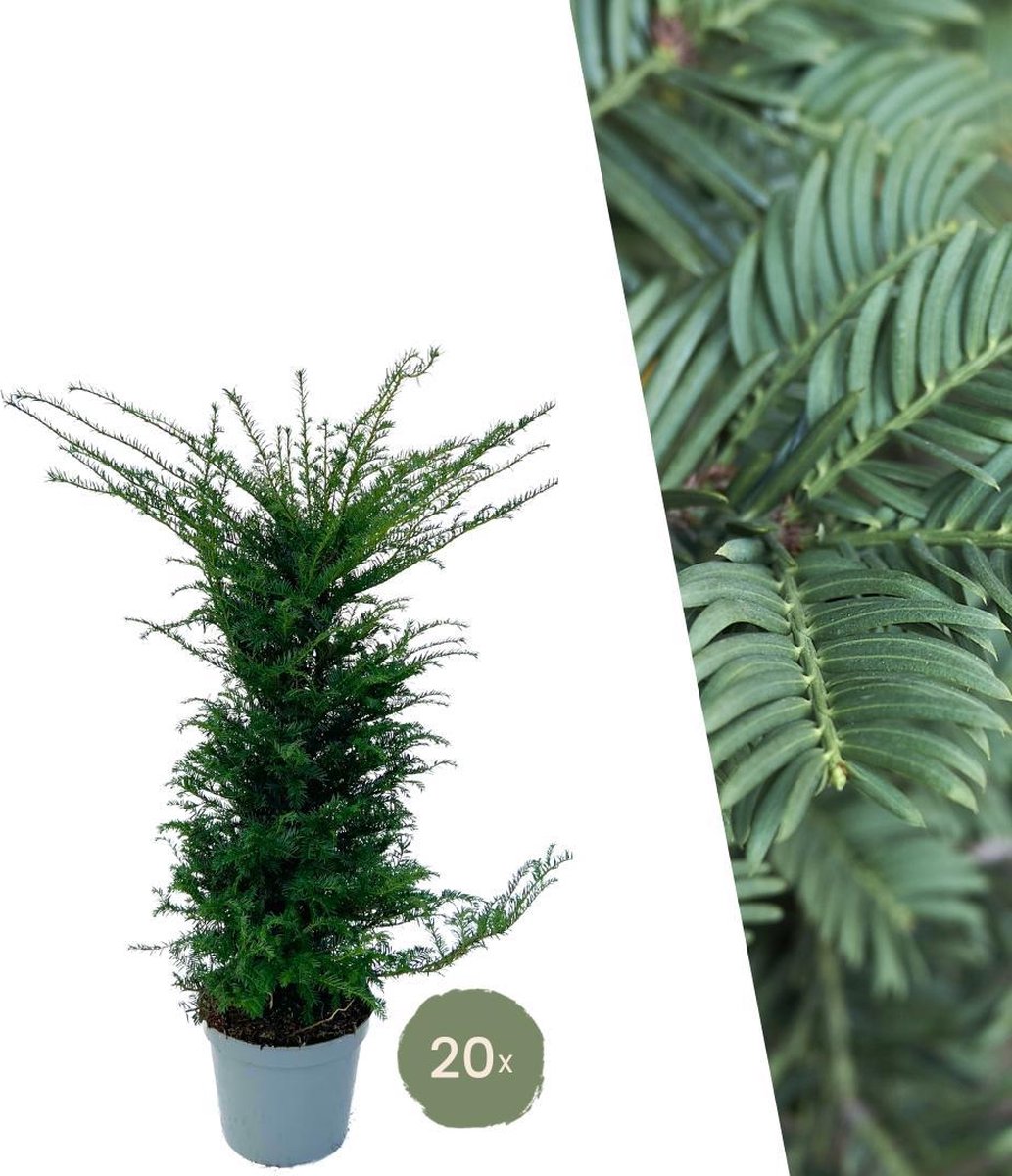 Grote taxus planten voor 10 strekkende meter haag | - 12L - 20 x | ↨ 100-125 cm