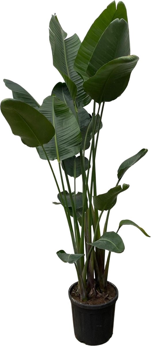 Strelitzia Nicolai XXL - 250 cm - ø50