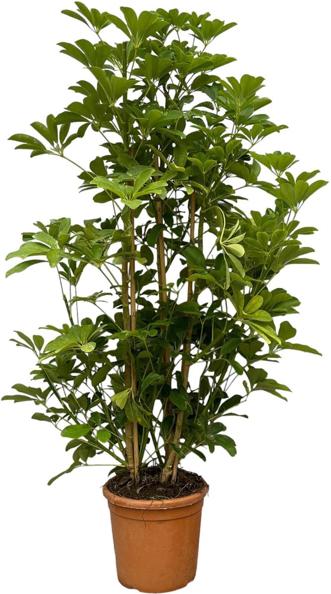 Schefflera Luseana - 140 cm - Ø30cm