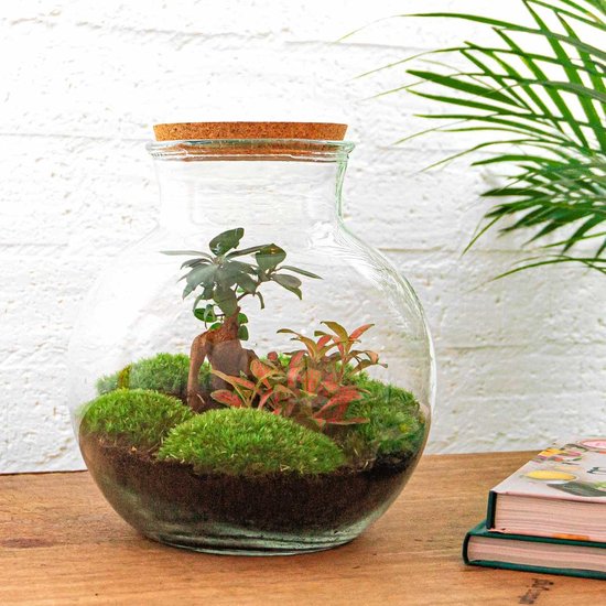 Ecosysteem plant - Teddy Bonsai - Planten terrarium - ↑ 26,5 cm - België