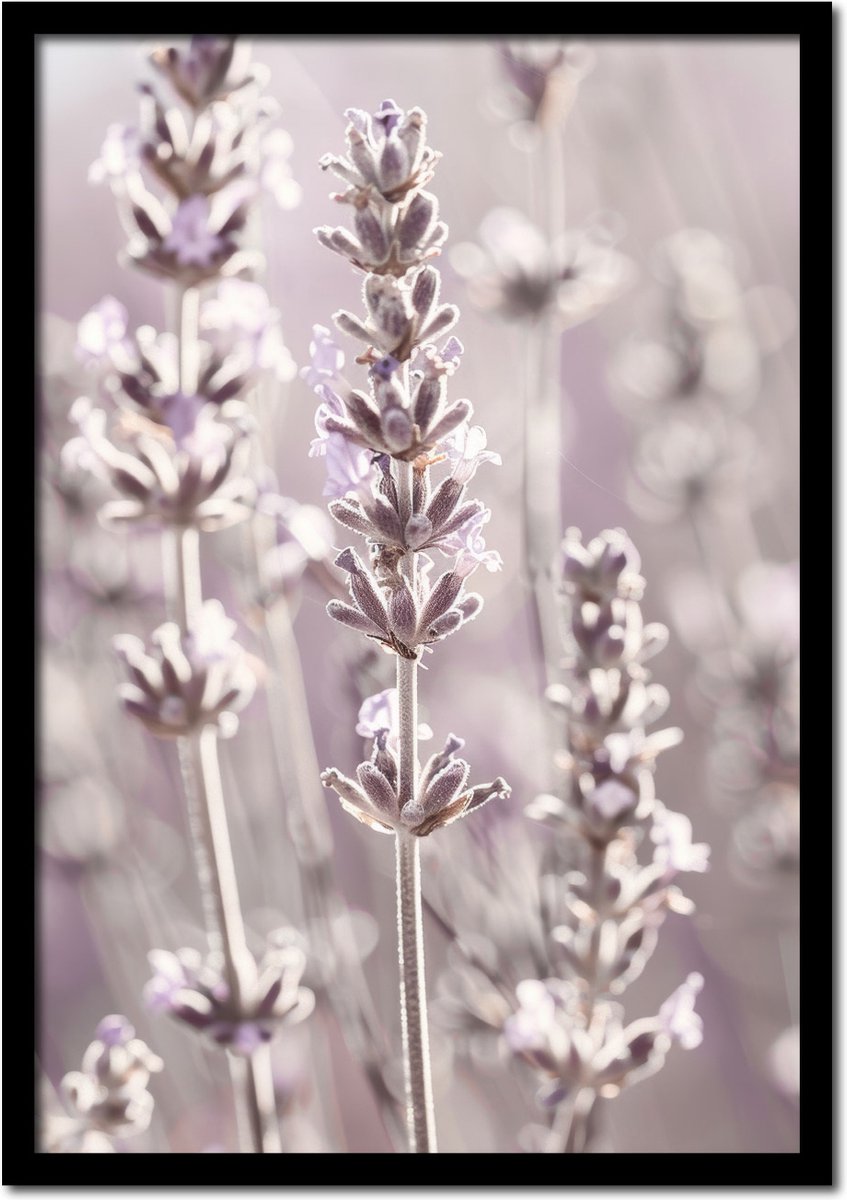Plakkers Poster kattenkruid planten in het veld - 30cm x 40cm - vintage - woonkamer - slaapkamer - bloemen posters - goedkoop - muurposter - natuur - wanddecoratie Full-colour