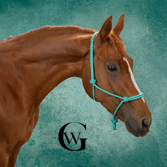 Bruin paard met turkoois halster en witte streep op neus.