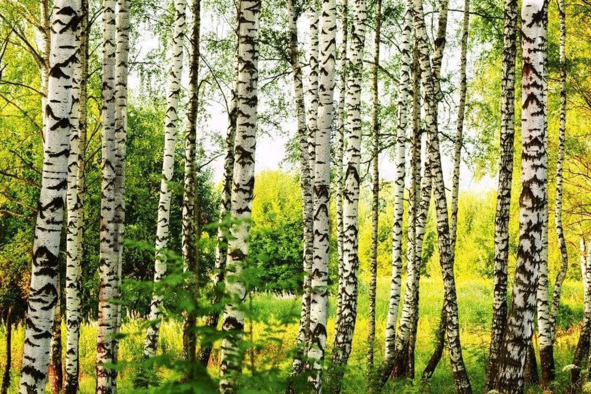 Fotobehang - Birch Forest 375x250cm - Vliesbehang