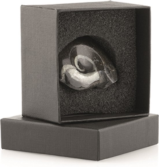 Coffret cadeau Goniatite - gris