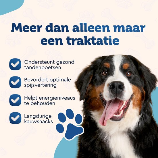 Bernersennenhond met tong die uit zijn bek hangt