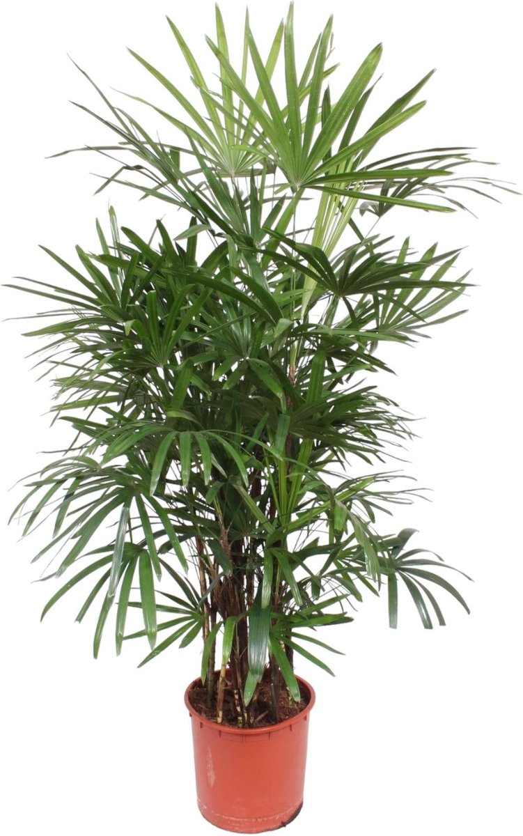 Rhapis Excelsa - 190 cm - ø34