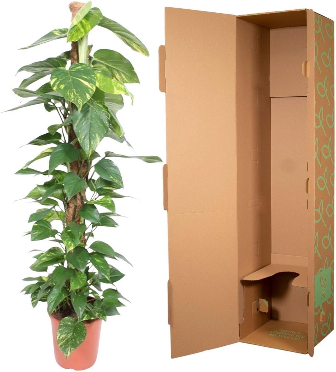 Epipremnum Aureum mosstok - 150 cm - ø27
