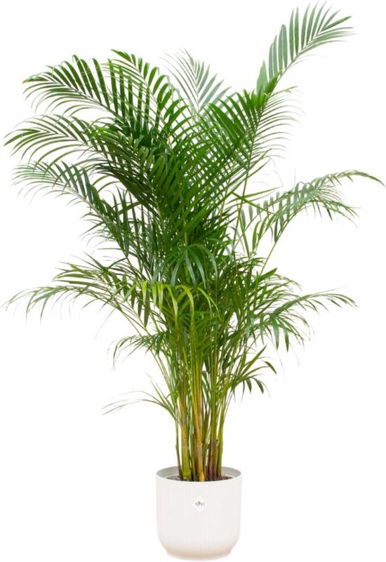 Areca palm + elho Vibes Fold Round | bol