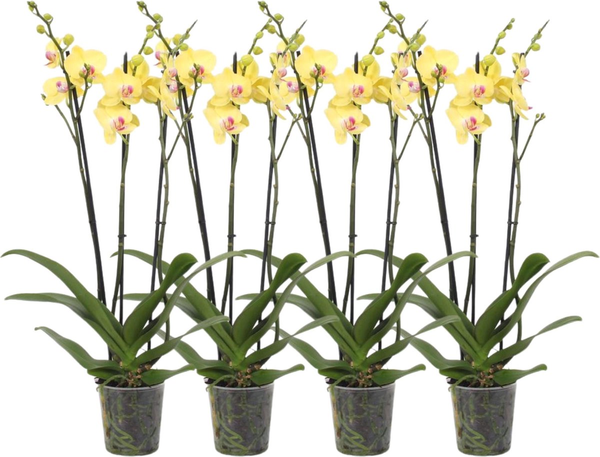 Green Harmony - Set van 4 - Phalaenopsis Lime Light - 3 tak orchidee - 60 cm - Ø12cm