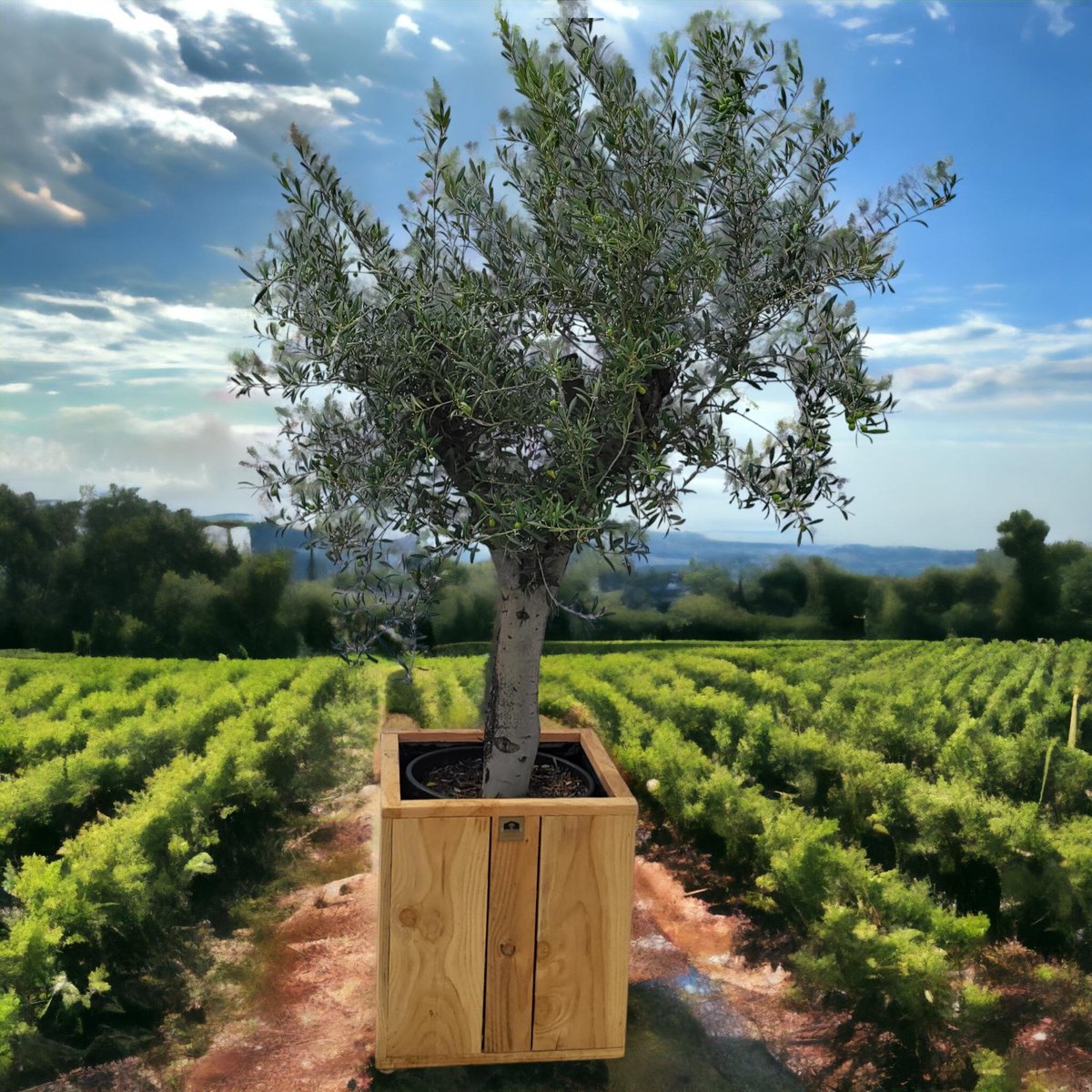 Green Harmony - Olea europaea op stam 45 liter, Olijf op stam