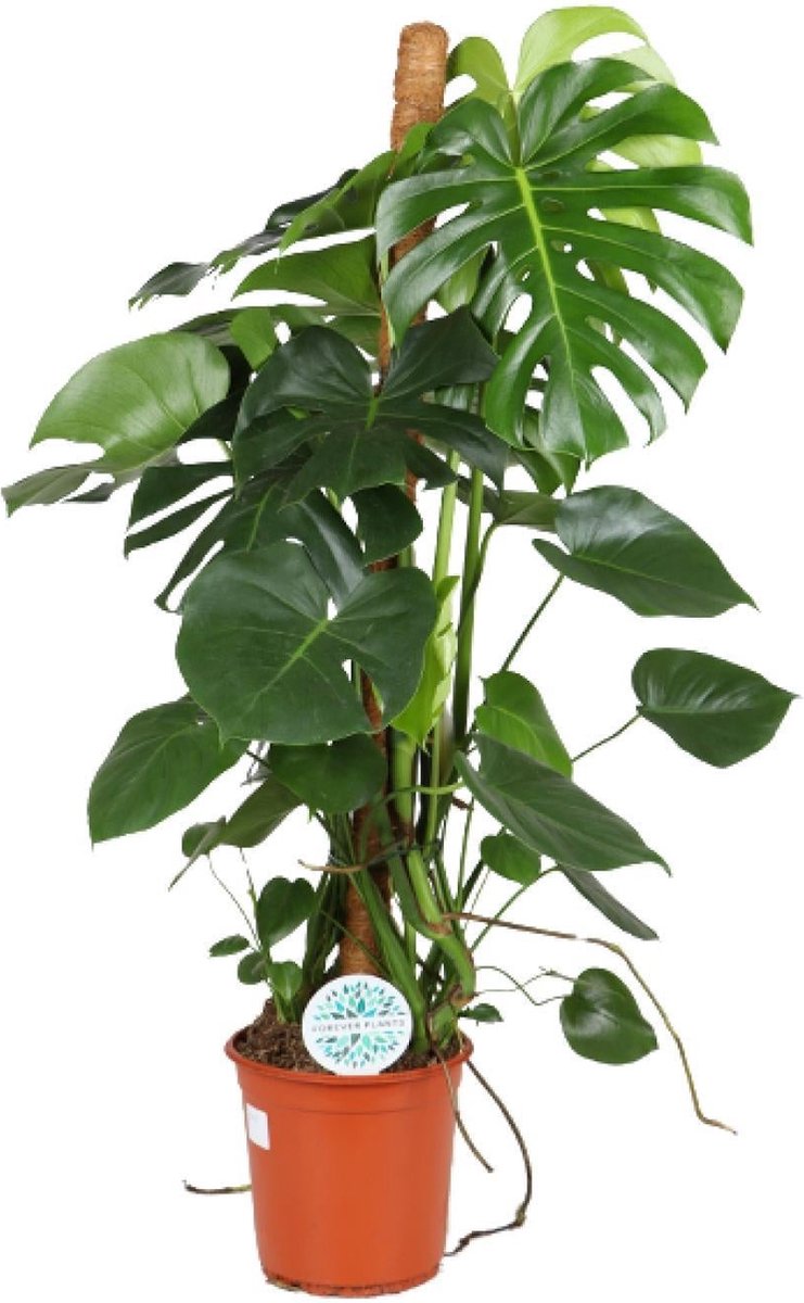 Green Harmony - Monstera Deliciosa - Ø24cm - 105cm