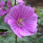 6 x Lavatera 'Bredon Springs' - Heemst pot 9x9cm