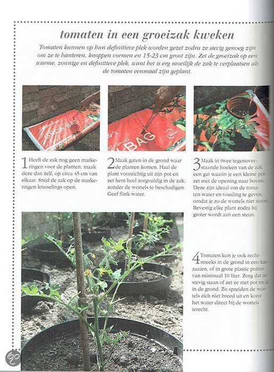 Drie foto's van het planten van tomaten in een zak, en een jonge tomatenplant.