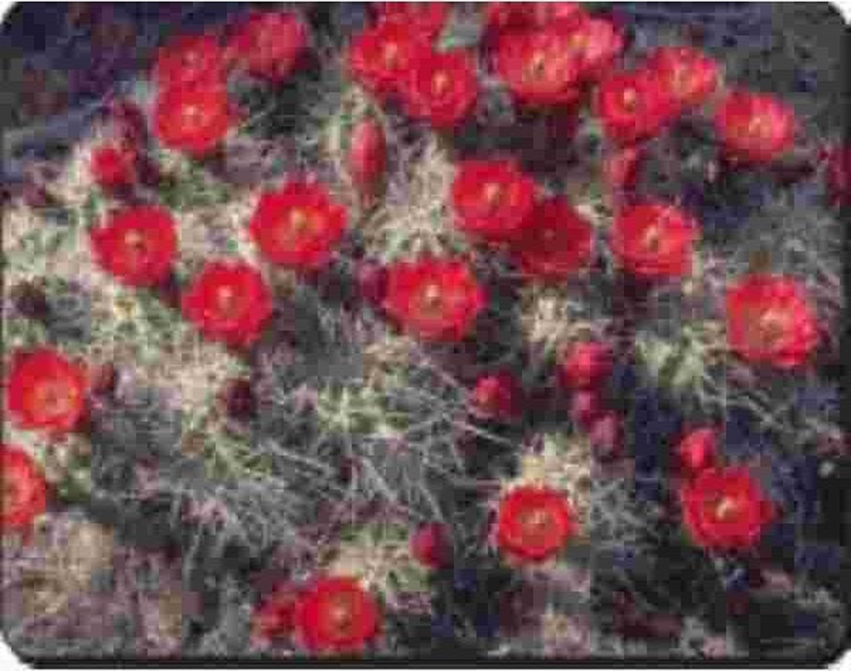Cactusbloemen Muismat