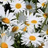 6 x Leucanthemum 'Silberprinzesschen' - Margriet Pot 9x9cm - Witbloeiende Zomerplant