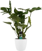 Decorum Monstera Deliciosa - Gatenplant - Kamerplant - Met Elho® Brussels Bloempot Wit - 70cm - Potmaat 21cm