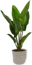 WL Plants - Philodendron Imperial Green - Kamerplanten - Luchtzuiverend - Gemakkelijk Te Verzorgen - ± 55cm hoog - 19cm diameter - in Grijze Sierzak