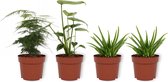Set van 4 Kamerplanten - 2x Aloë Vera & 1x Asparagus Plumosus & 1x Monstera Deliciosa - ± 25cm hoog - 12cm diameter