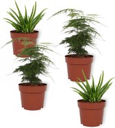 Set van 4 Kamerplanten - 2x Aloë Vera & 2x Asparagus Plumosus - ± 25cm hoog - 12cm diameter