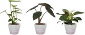 Set van 3 Kamerplanten - Philodendron White Wave & Monstera Deliciosa & Alocasia Wentii - ±  30cm hoog - 12cm diameter - in betonnen lila pot