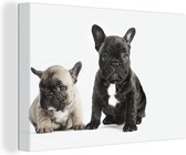 Deux chiots Bulldog assis devant une toile de fond blanc 2cm 90x60 cm - Tirage photo sur toile peinture (Décoration murale salon / chambre) / Animaux domestiques Peintures sur toile