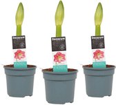Bloemen van Botanicly – 3 × Amaryllis – Hoogte: 25 cm – Hippeastrum Sweet Pink