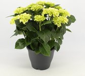 Bloem van Botanicly – Hortensia – Hoogte: 45 cm – Hydrangea macrophylla Schneeball