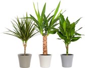 Kamerplanten van Botanicly – 3 × Drakenboom in witte keramische pot als set – Hoogte: 50 cm – Dracaena Mix