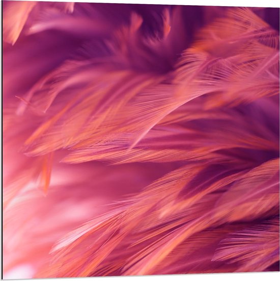 Dibond - Roze Vogelveren - 80x80cm Foto op Aluminium (Met Ophangsysteem)