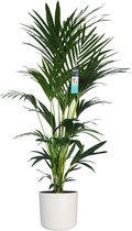 XL Kentia Palm In ELHO B.for Pot (wit) - Vers Van De Kweker - ↨ 170cm - ⌀ 30cm - [Mama's Planten]
