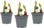 Mama's Planten -   Hippeastrum Artic White (3 Stuks) - Vers Van De Kweker- ↨ 25cm - ⌀ 13cm