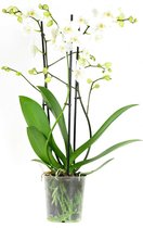 Yucca – ↨ 80cm – ⌀ 24cm