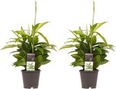 Decorum Duo 2 x Dracaena Surculosa – ↨ 45cm – ⌀ 12cm