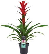 Decorum Guzmania Ostara – ↨ 60cm – ⌀ 13cm