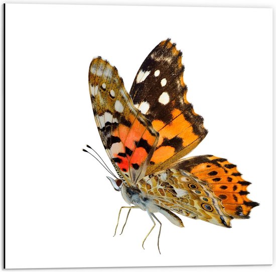 Dibond - Bruin/Oranje Vlinder op Witte Achtergrond - 50x50cm Foto op Aluminium (Wanddecoratie van metaal)