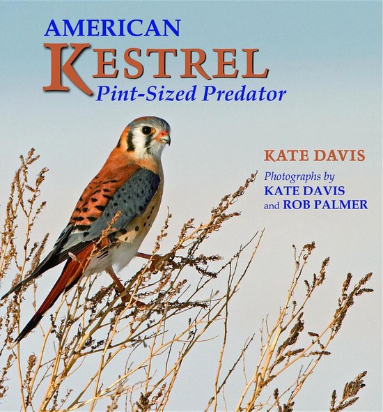 American Kestrel - cover