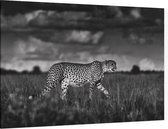 Jagende Cheetah - Foto op Canvas - 45 x 30 cm