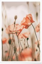 JUNIQE - Poster Sunkissed Flowers 1 -20x30 /Grijs & Oranje