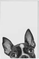 JUNIQE - Poster met kunststof lijst French Bulldog II -30x45 /Grijs &