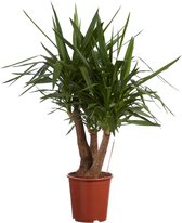 FloraExpert - Philodendron - 45 Cm - Ø 14
