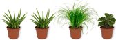 Set van 4 Kamerplanten - 2x Aloë Vera & 1x Peperomia Green Gold & 1x Cyperus Zumula - ± 25cm hoog - 12cm diameter