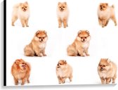 Canvas  - Pomeranian Hondjes  - 100x75cm Foto op Canvas Schilderij (Wanddecoratie op Canvas)